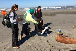 Volunteers with the Coastal Observation and Seabird Survey Team (COASST)